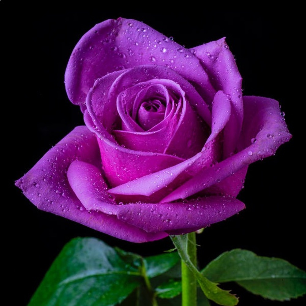 🌸Miscellaneous Goodies🌸